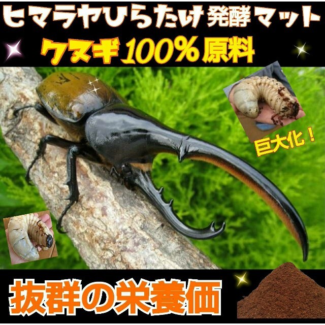 【改良版】雑虫混入99％なし！ひらたけ発酵カブトマット☆幼虫の餌、産卵に！20L その他のペット用品(虫類)の商品写真