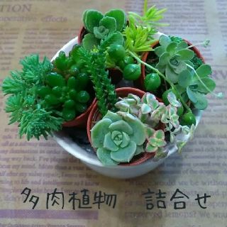 多肉植物　詰合せ　【虹の玉・グリネ・子持ち蓮華・セダム他】(その他)