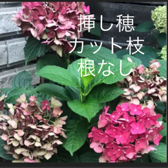 挿し穂(ᵔᴥᵔ)♡アンティークな紫陽花♡素敵なお庭♡