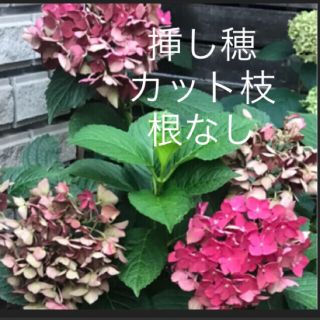 挿し穂(ᵔᴥᵔ)♡アンティークな紫陽花♡素敵なお庭♡(その他)