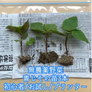  無農薬野菜＊青しその苗＊3本＋予備1本＊大葉の苗＊初心者向け＊プランター＊(野菜)