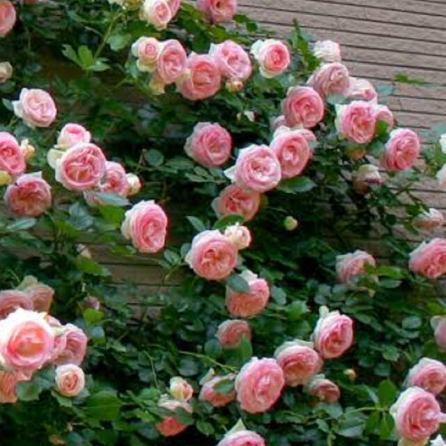 薔薇 苗 CL ホワイトピンク ピエールドゥロンサール つるバラ ① ハンドメイドのフラワー/ガーデン(その他)の商品写真