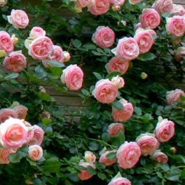 薔薇 苗 CL ホワイトピンク ピエールドゥロンサール つるバラ ② ハンドメイドのフラワー/ガーデン(その他)の商品写真