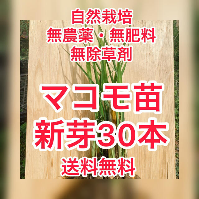 真菰 マコモ 苗 自然栽培 30本以上の通販 by とまり木SHOP's 真菰 マコモ 苗 自然栽培 30本以上の通販 by とまり木SHOP's