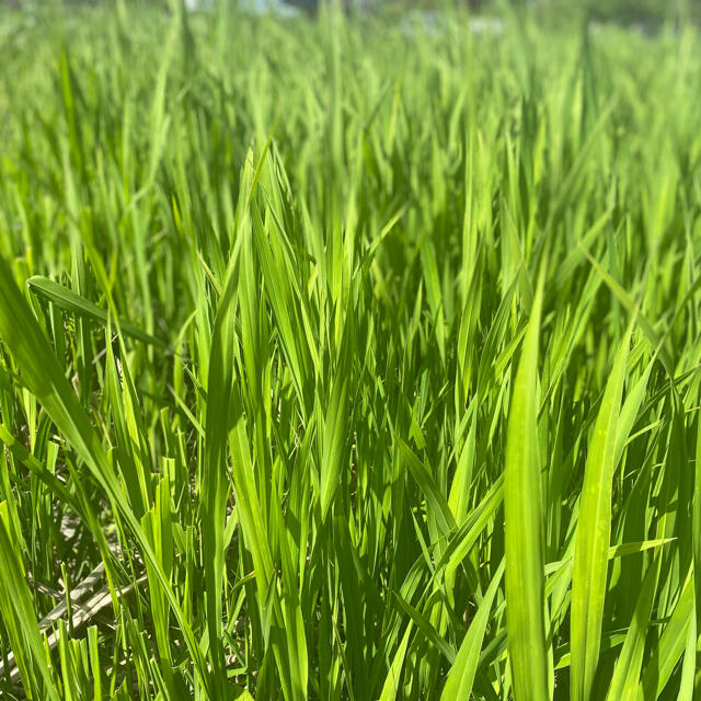 真菰 マコモ 苗 自然栽培 30本以上の通販 by とまり木SHOP's 真菰 マコモ 苗 自然栽培 30本以上の通販 by とまり木SHOP's