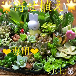 専用❤︎多肉植物❤︎寄せ植え❤︎お座り❤︎イエローミッフィ♪🪴🪴(その他)