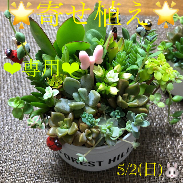 専用❤︎多肉植物❤︎限定寄せ植え❤︎このまま飾れます❤︎ホワイト缶🪴🪴 ハンドメイドのフラワー/ガーデン(その他)の商品写真