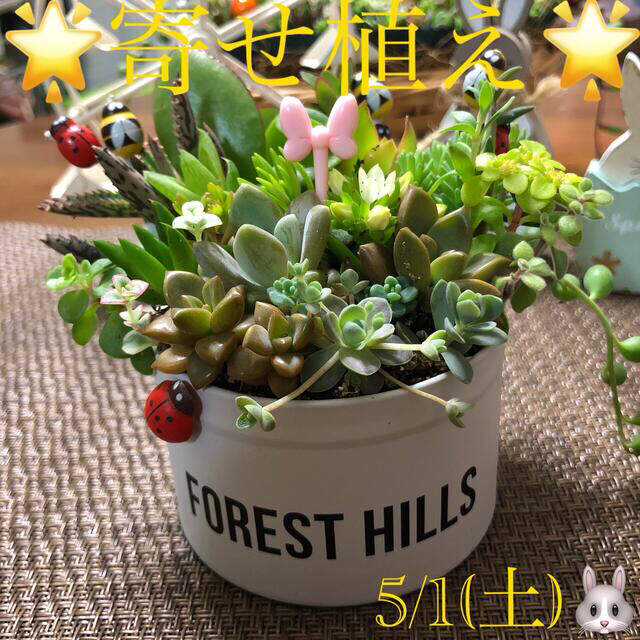 専用❤︎多肉植物❤︎限定寄せ植え❤︎このまま飾れます❤︎ホワイト缶🪴🪴 ハンドメイドのフラワー/ガーデン(その他)の商品写真