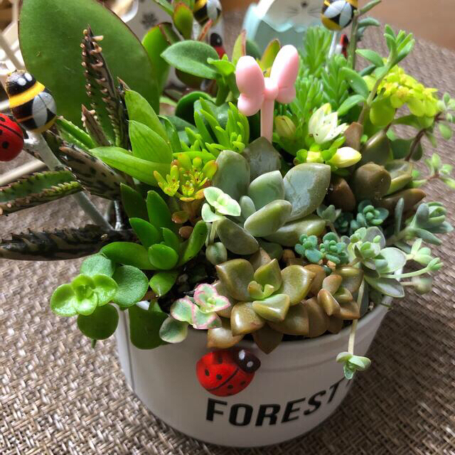 専用❤︎多肉植物❤︎限定寄せ植え❤︎このまま飾れます❤︎ホワイト缶🪴🪴 ハンドメイドのフラワー/ガーデン(その他)の商品写真