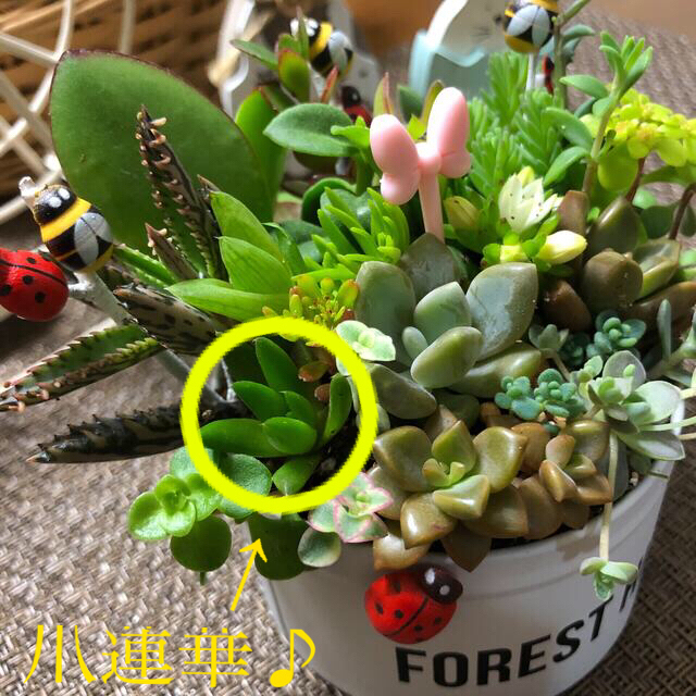 専用❤︎多肉植物❤︎限定寄せ植え❤︎このまま飾れます❤︎ホワイト缶🪴🪴 ハンドメイドのフラワー/ガーデン(その他)の商品写真