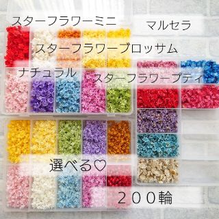 選べる♡スターフラワー　２００輪　ドライフラワー　小花セット(各種パーツ)