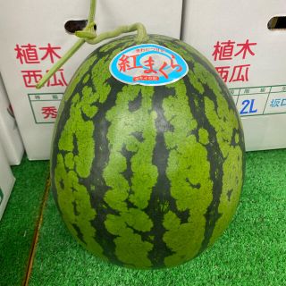 熊本県植木産　大玉スイカ 紅まくら　１玉入り 6kg (フルーツ)