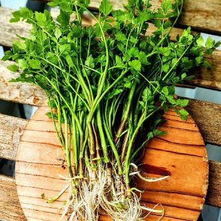 天然　六甲山水　芹、土付き抜き苗　10本(野菜)