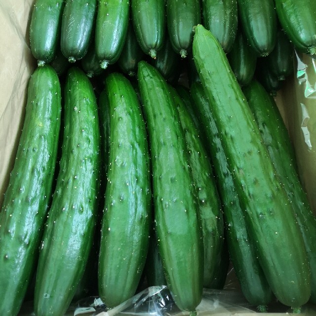 はちみつ様 食品/飲料/酒の食品(野菜)の商品写真