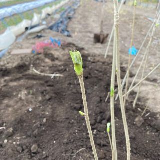 姫様専用　コシアブラ苗木　6本セット！！(野菜)