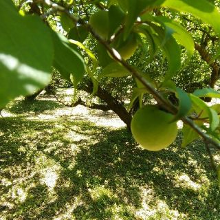 自然栽培 南高青梅 Lサイズ 2kg 無肥料 無農薬 鹿児島県産(フルーツ)