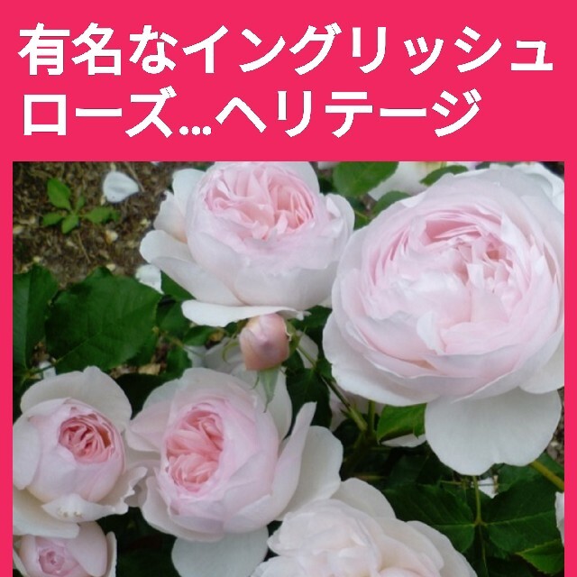 イングリッシュヘリテージ　薔薇苗(バラ苗)挿し木用　挿し穂(さし穂) ハンドメイドのフラワー/ガーデン(その他)の商品写真