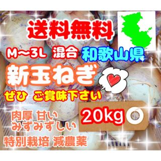 (送料無料)和歌山県新たまねぎ20kg特別栽培★島 離島配送はしてません❤️(野菜)