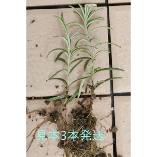 🌸3本約15cm🌸ローズマリー根付き苗木立◇輸送での萎れ等の評価下げご容赦◇(プランター)