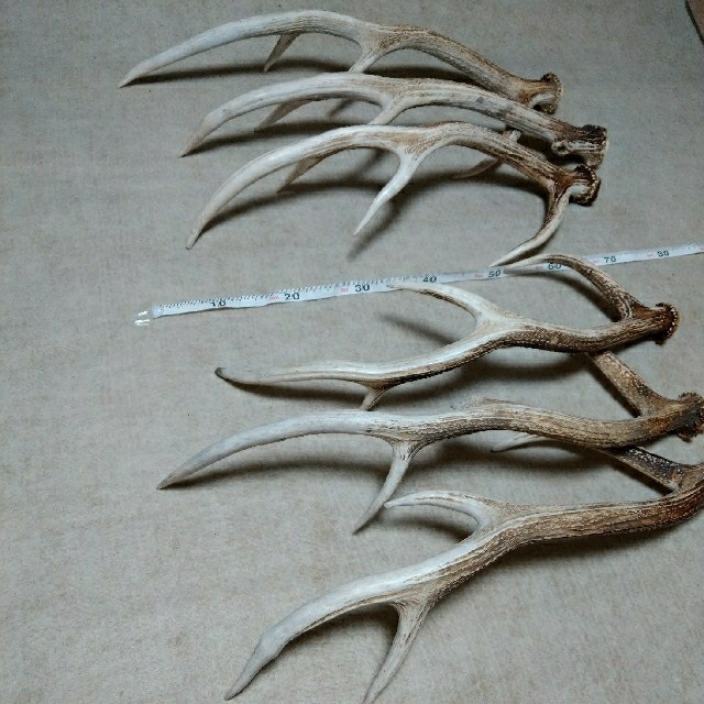 エゾジカの角 B品【47cm前後-おまかせ発送-】鹿の角 En: - Not