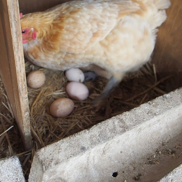 平飼い卵10個入り詰合わせ(名古屋コーチン、ボリスブラウン、岡崎おうはん、軍鶏) 食品/飲料/酒の食品(その他)の商品写真