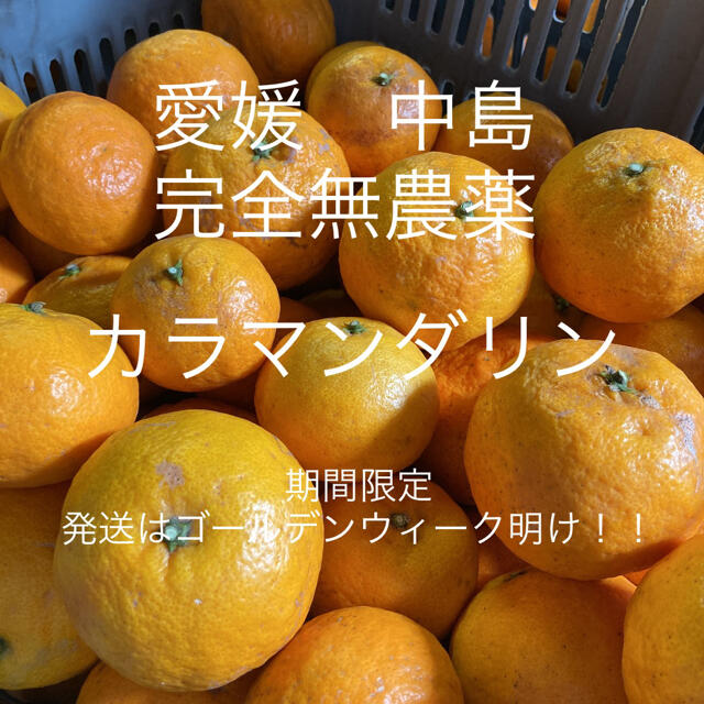 愛媛　完全無農薬カラマンダリン　10キロ 食品/飲料/酒の食品(フルーツ)の商品写真