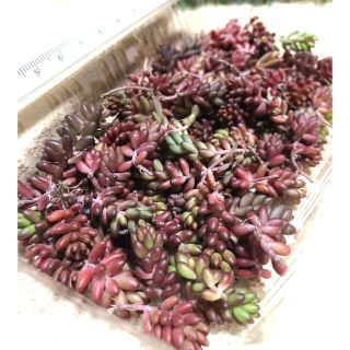 A多肉植物 赤く紅葉するセダム　コーラルカーペット　70苗　即購入歓迎(その他)