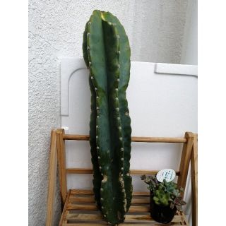 sho様専用ページ❗柱サボテン🌵鬼面角　48ｾﾝﾁ　キズ有り格安(その他)