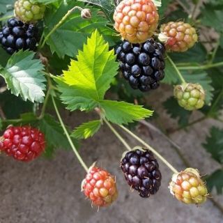 ブラックベリーの苗×2株(その他)