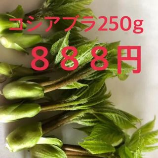 信州産コシアブラ(野菜)