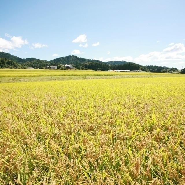 お米10㎏【お米屋ゆうくんイチオシ！当店の店頭で一番売れる美味しいコシヒカリ】 食品/飲料/酒の食品(米/穀物)の商品写真