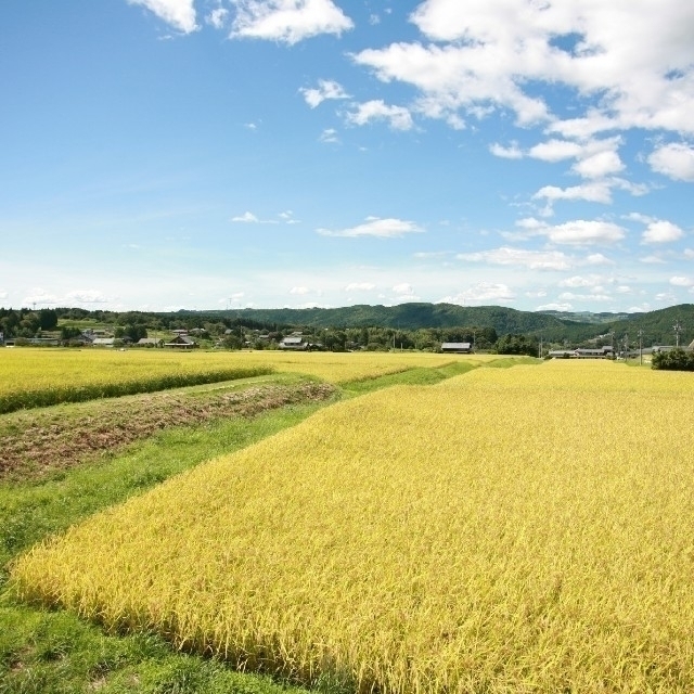 お米10㎏【お米屋ゆうくんイチオシ！当店の店頭で一番売れる美味しいコシヒカリ】 食品/飲料/酒の食品(米/穀物)の商品写真