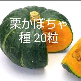 栗かぼちゃ 種 20粒(野菜)