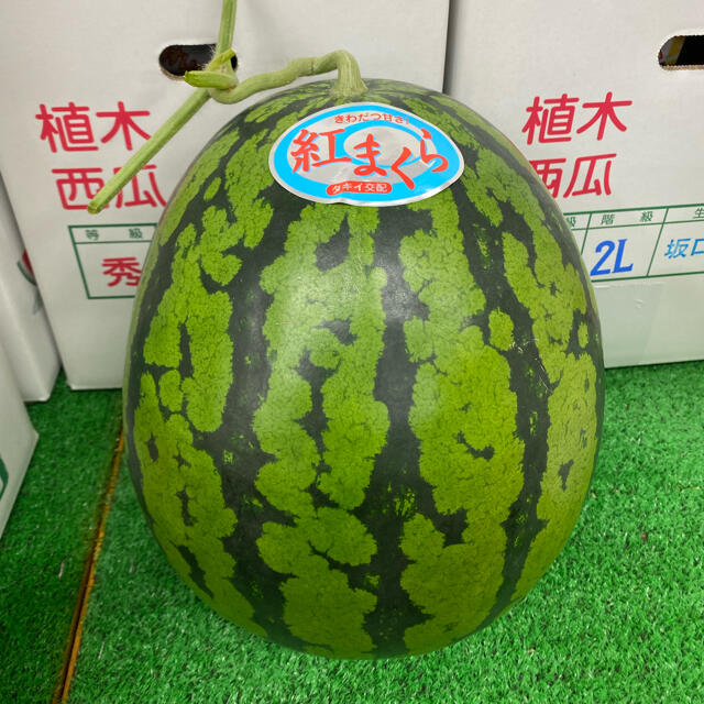 まゆまゆ様専用7kg １玉入り 食品/飲料/酒の食品(フルーツ)の商品写真