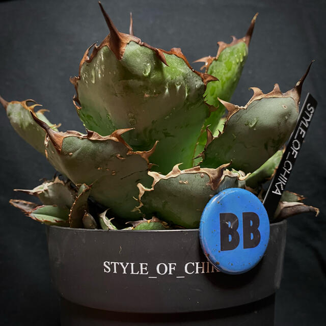 agave black and blue BB 選抜株 ブラックアンドブルー-