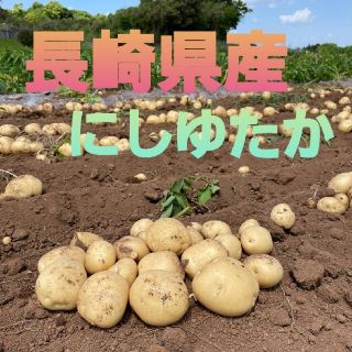 長崎県産 じゃがいもA品 にしゆたか 箱込み5キロ(野菜)