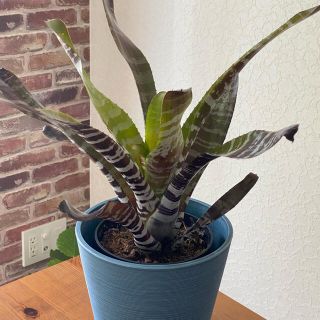 観葉植物　エクメア・チャンティニー　Aechmea chantinii(その他)