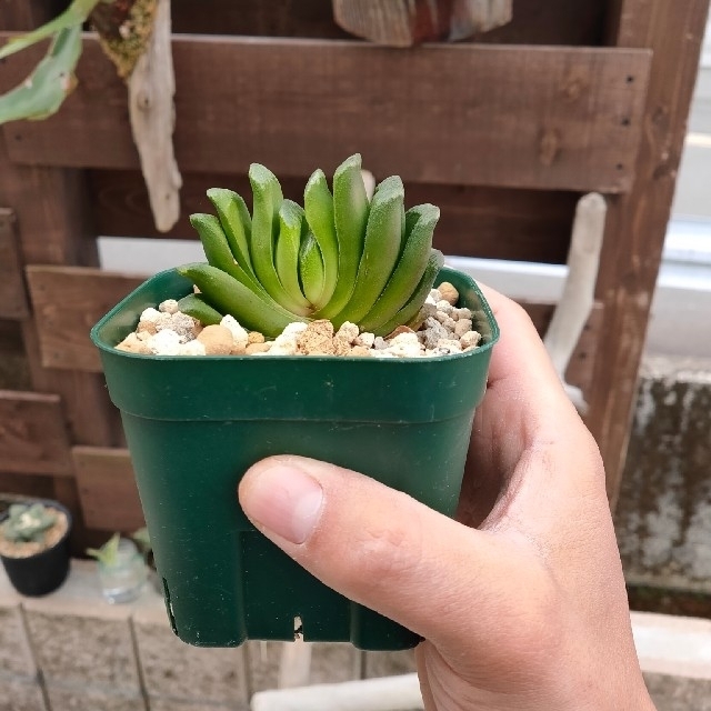 多肉植物 ハオルチア 玉扇 抜き苗 ハンドメイドのフラワー/ガーデン(その他)の商品写真