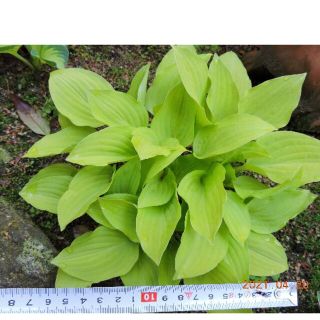 ライムグリーンの中型ギボウシ　３芽(その他)