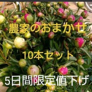 【芍薬】しゃくやく 農家のおまかせ 10本セット(その他)