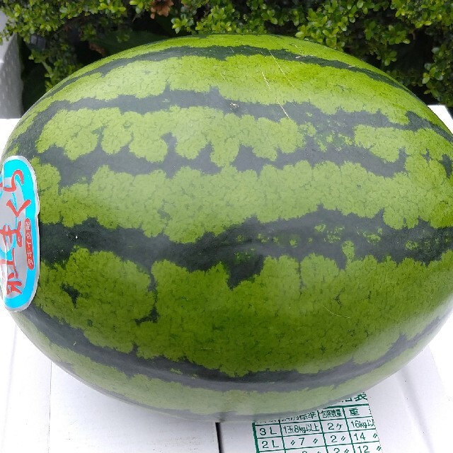 スイカ【送料無料】熊本ハウススイカ“紅まくら”優品Mサイズ約5kg~比較的小玉の通販 by くまふる's shop|ラクマ