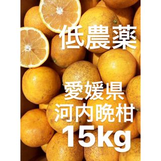 愛媛県　低農薬　宇和ゴールド　河内晩柑　15kg(フルーツ)