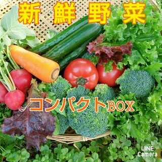 新鮮野菜【畑〜直送便♪コンパクトBOX】農薬不使用(野菜)