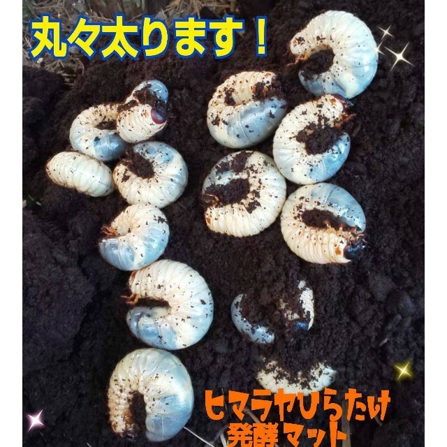 いています 雑虫混入99%なし!ひらたけ発酵カブトマット☆幼虫の餌