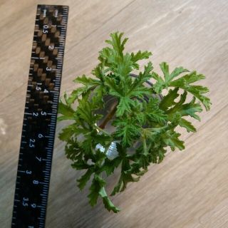 観葉植物 ローズゼラニウム 蚊除け草 3カット(その他)