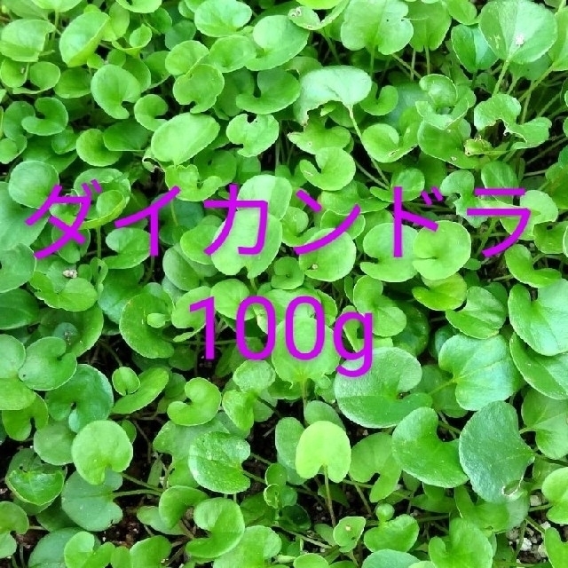 ダイカンドラ種子 ハンドメイドのフラワー/ガーデン(その他)の商品写真