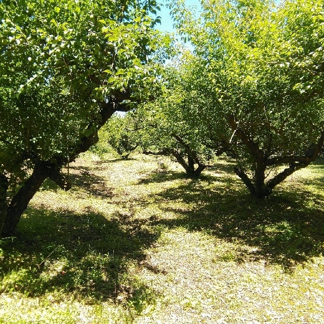 自然栽培 南高青梅 S~M混合 4kg 無肥料 無農薬 鹿児島県産 食品/飲料/酒の食品(フルーツ)の商品写真