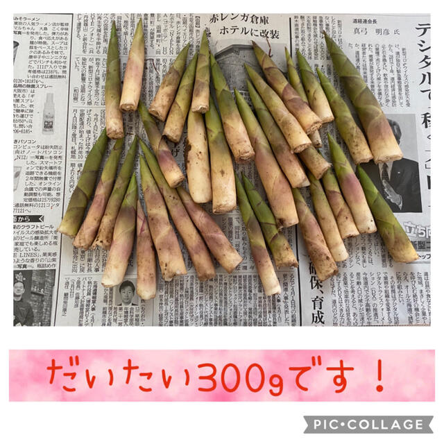 たけのこ　300g 北海道産♫ 食品/飲料/酒の食品(野菜)の商品写真