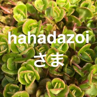 hahadazoi様専用セダム2種多肉植物(その他)