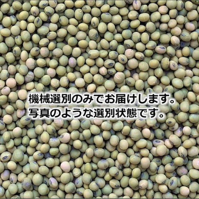 希少 在来種 青大豆 無農薬無肥料栽培 サトウイラズ 1.6kg 食品/飲料/酒の食品(米/穀物)の商品写真